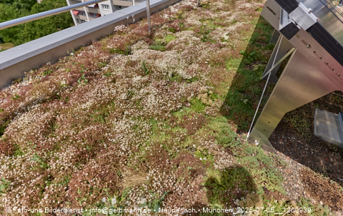 05.07.2025 - Dachbegehung mit der Münchner Wohnen am Karl-Marx-Ring 11-21 in Neuperlach